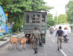 Pemkab Bulukumba Mulai Berlakukan Denda bagi Pemilik Ternak yang Berkeliaran di Jalan